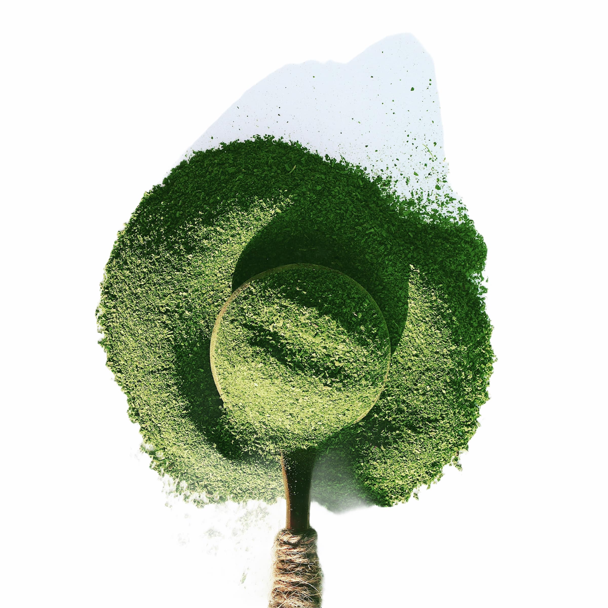 Moringa Powder