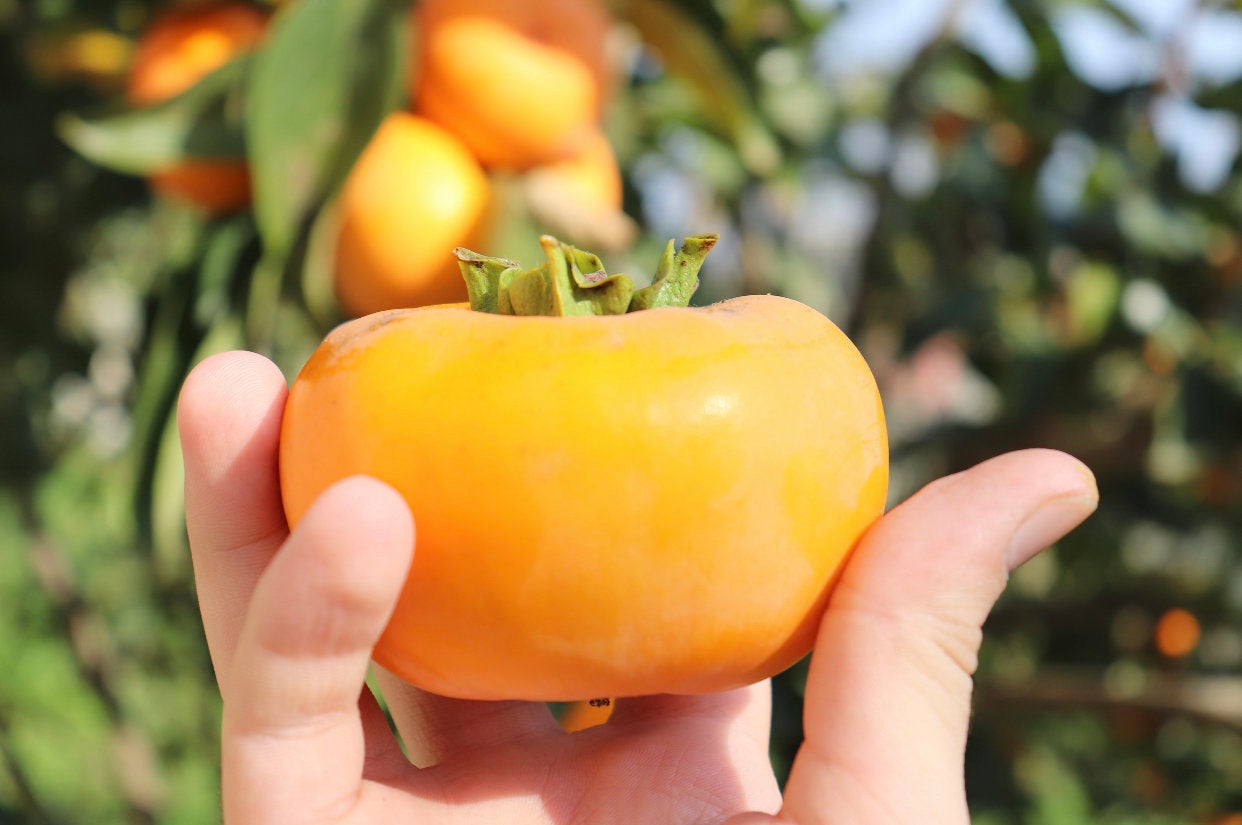 Dehydrated Persimmon